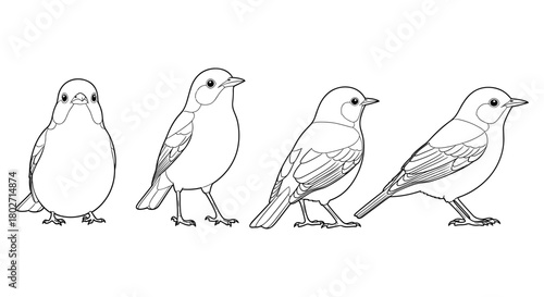 Bird line art: detailed side and front views of four birds