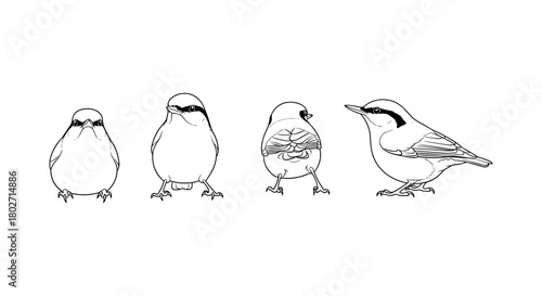 Bird line art set featuring detailed nuthatch in multiple poses