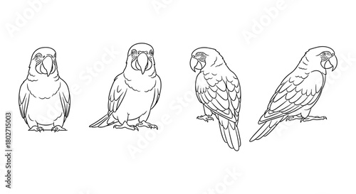 Parrot line art: four different poses of parrots in minimalist style