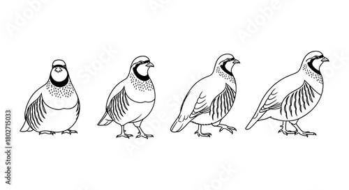 Black and white line art of partridge bird stages in profile view on white background