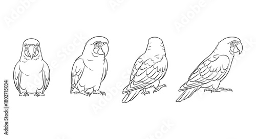 Parrot outline collection in four views: front, side, and back
