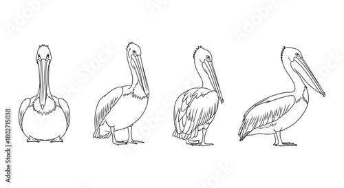 Linear pelican sketches in various poses showcasing unique bird characteristics