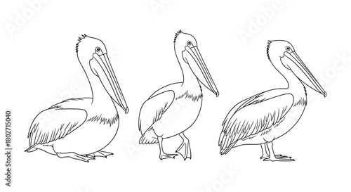 Outline of pelicans in different poses