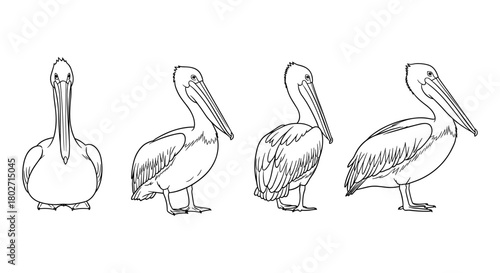 Pelican outline set: elegant bird positions in linear style