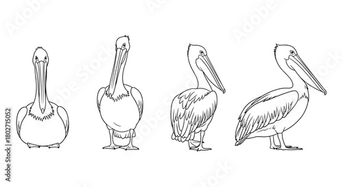 Pelican line drawings in various poses and perspectives