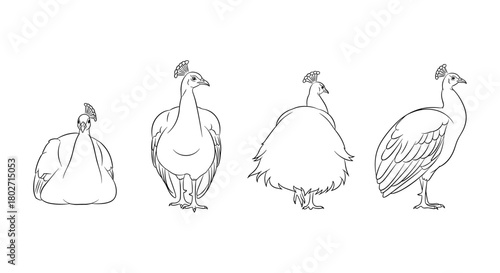Peacock line art illustrations: multiple poses and angles for design projects