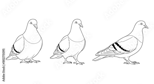 Line art pigeons in various poses on a white background for coloring or design