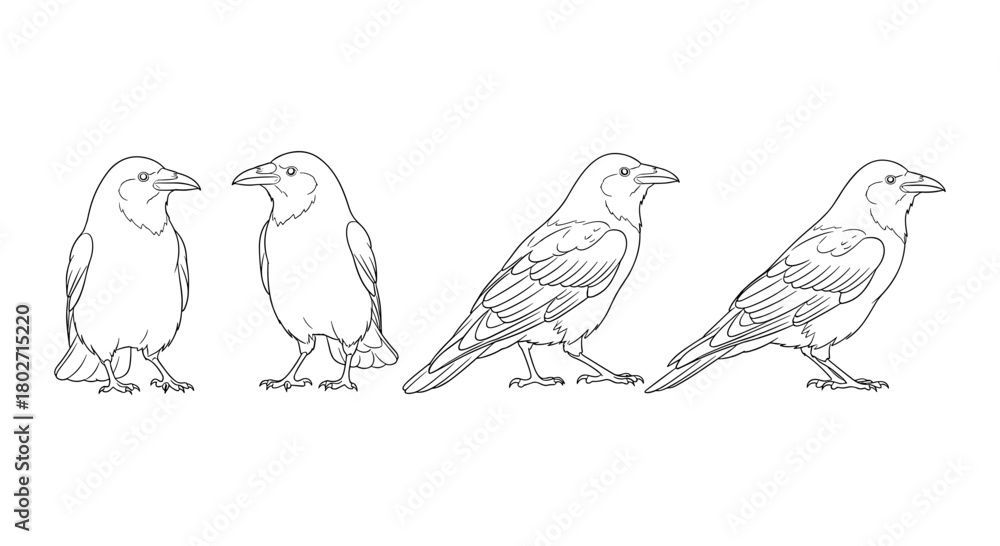 Obraz premium Crow outline in various poses: a detailed linear design for artistic projects