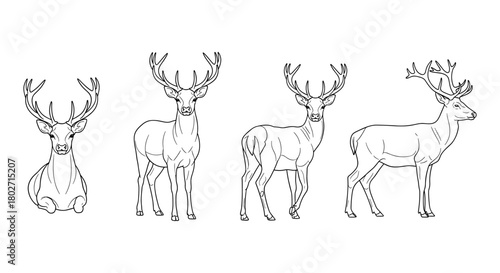 Linear deer outline art with antlers: four elegant stag poses displayed in minimalist style