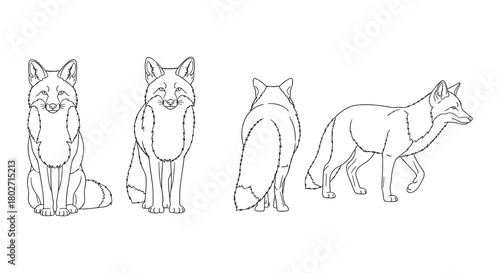 Black and white linear drawings of a fox in multiple poses