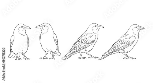 Crow outline in various poses: a detailed linear design for artistic projects