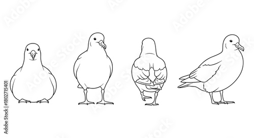 Pigeon line drawings showcase various angles in minimalist style