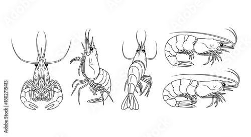 Detailed line art of prawns and lobsters: marine life outline drawings