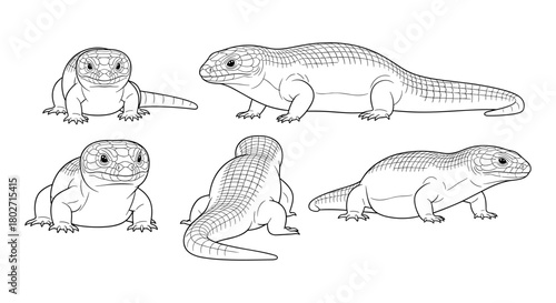 Detailed reptile sketches: five posing lizards in linear style