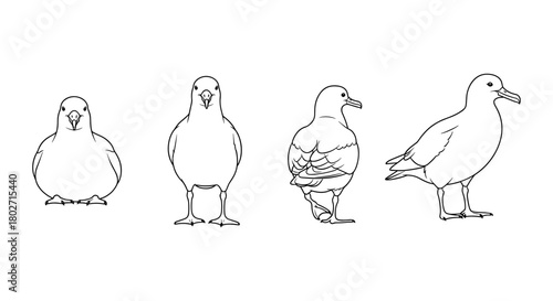 Line art bird poses: seagull silhouettes in various angles