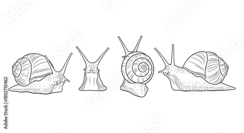 Detailed line art of snails with intricate shell design