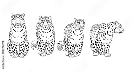 Leopard line art detailed four views animal design