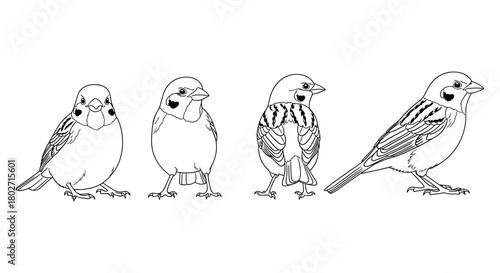 Sparrow line art collection: four poses of detailed bird sketch