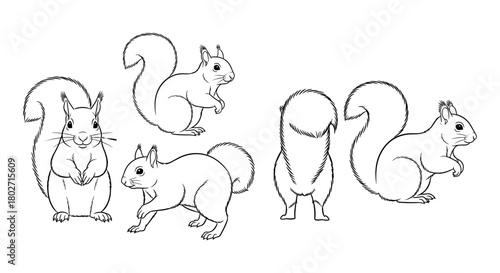 Detailed line art of squirrels in various poses on a white background