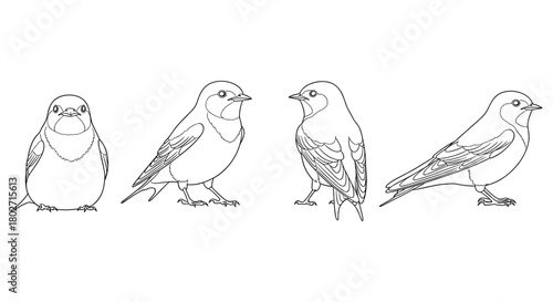 Linear bird outline collection featuring 4 different swallow poses in minimalist style