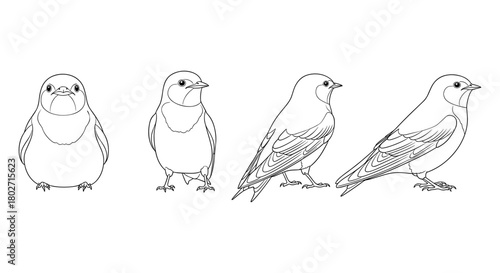 Line art birds: four views of a small songbird in simple elegant drawings