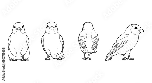 Sparrow line drawing set with multiple angles for bird anatomy art
