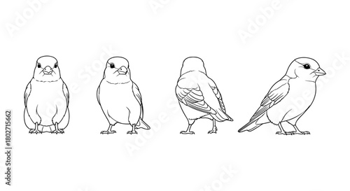 Bird line art set: four angles of sparrow outlined in minimal style