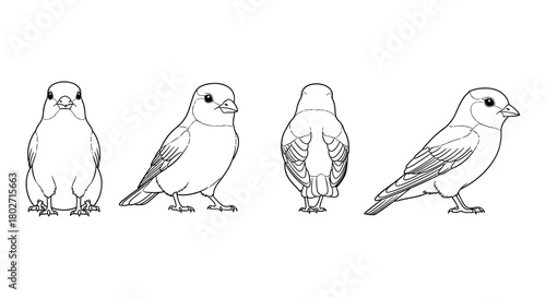 Detailed bird outline: multiple perspectives of sparrow in linear style