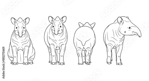 Tapir anatomy: detailed line art with multiple angles on white background