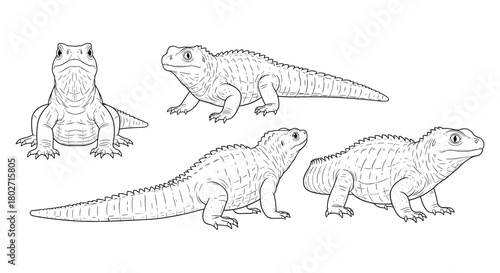 Detailed reptile line art: tuatara sketches of unique lizard poses on white background