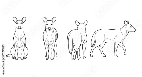 Dingo dog outline in multiple angles for animal anatomy and study