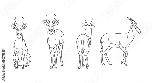 Deer silhouette set: front, side, back, linear wildlife art