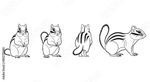 Chipmunk silhouette set: front, side, and back poses in black and white