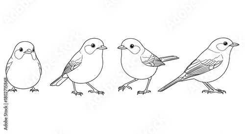 Bird silhouette collection: variety of line art styles