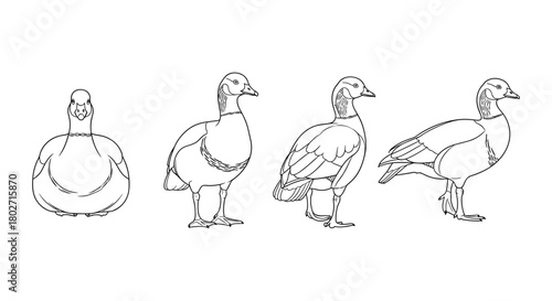 Line art of ducks in various standing positions on white background