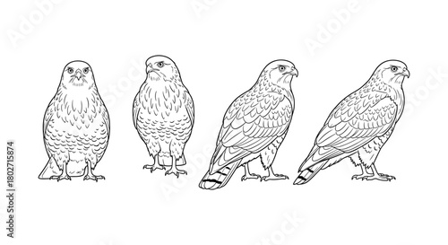 Birds of prey in detailed linear art - four falcon perspectives