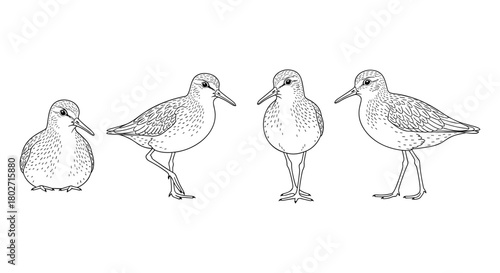Black and white linear drawings of shorebirds in various poses