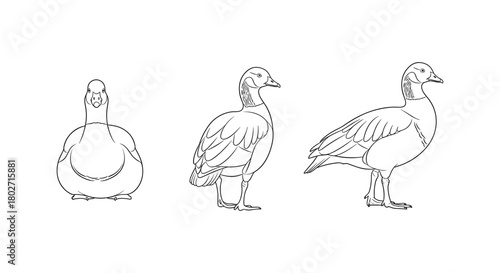 Line art goose illustrations: three poses of geese in minimalist style