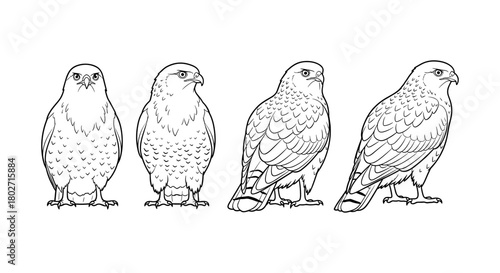 Realistic falcon line art set featuring four detailed bird profiles