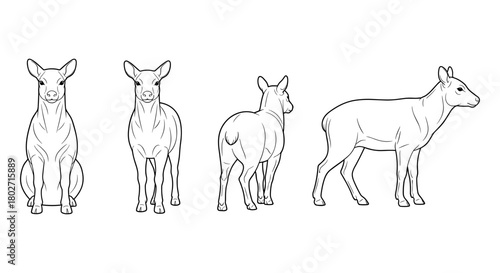 Deer outline views displayed in different positions on a white background