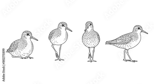 Detailed line art of sandpipers in various poses on white background