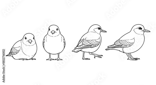 Bird growth stages: detailed linear illustration of chicks to adults