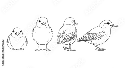 Bird growth sequence in linear art style