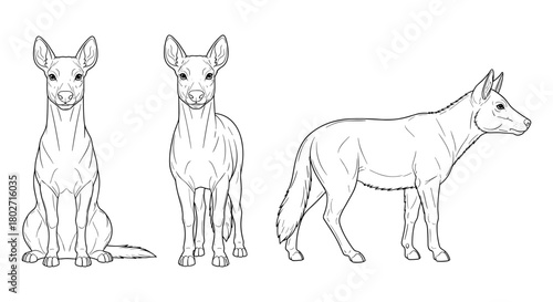 Detailed line art of a canine from various angles