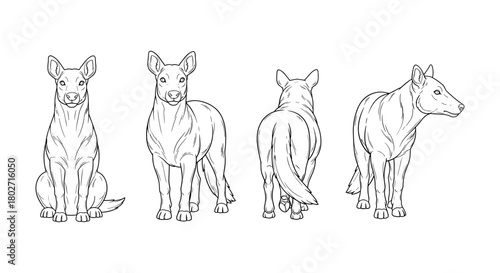 Canine line art: four views of a dog in detailed outline style