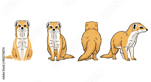 Ferret artistic expressions in multiple views: front, back, and side perspectives