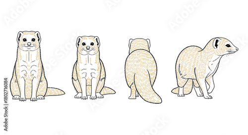 Detailed ferret sketches: multiple perspectives and poses
