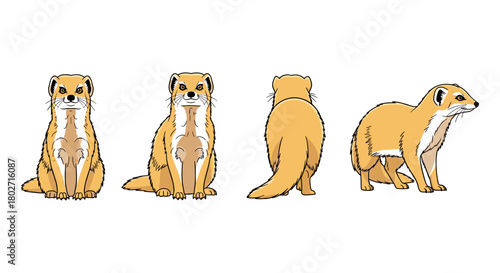 Ferret character design in different poses and angles