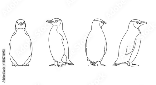Penguin outlines: minimalist animal line art in various poses