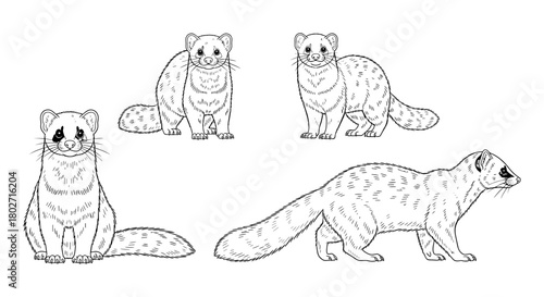Detailed black and white ferrets in various poses on white background